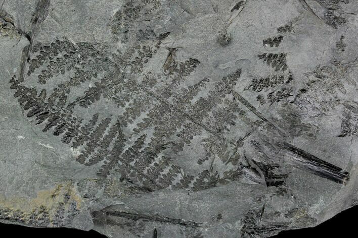 Pennsylvanian Fossil Fern (Lygenopteris) Plate - Alabama #111200